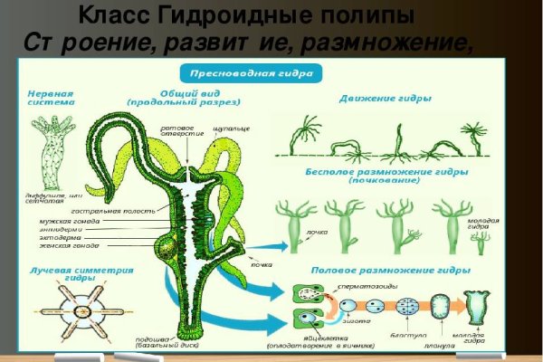 Kraken как найти ссылку