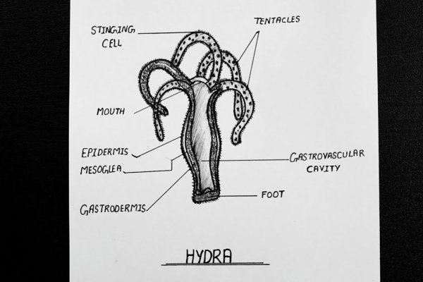 Kraken актуальное